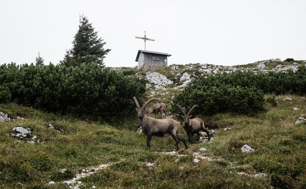 Ibex at the Summit Path